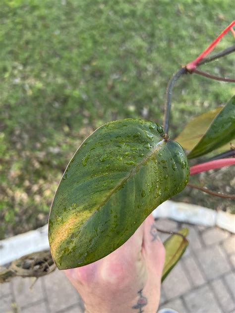 What Wrong With My Philodendron Cutting Weird Spotting On The Leafs Rplantclinic