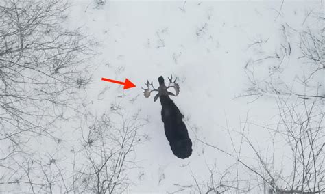 VIDEO: Man Captures ‘Extremely Rare’ Moment Moose Sheds Both Antlers in ...