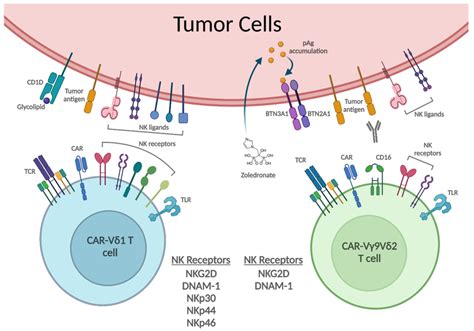 The Tumor Cell Recognition Of Car T Cells Car T Cells Recognize