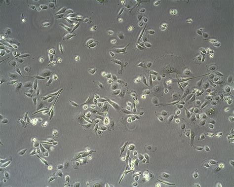 Pc 3 Cells