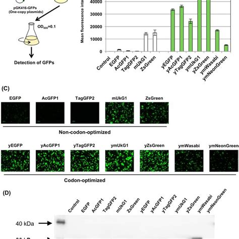 Pdf Expression Of Varied Gfps In Saccharomyces Cerevisiae Codon