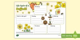 Human Life Cycle Fact File Template Teacher Made Twinkl