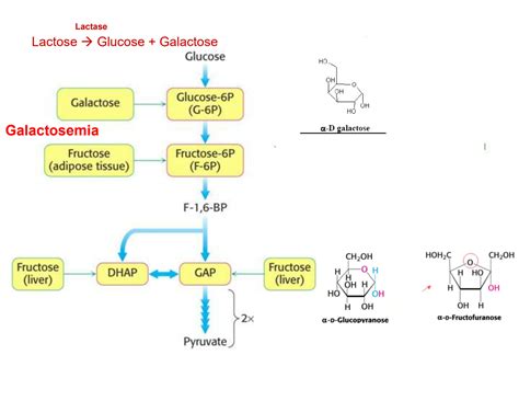 SOLUTION 7 Biochemistry Glycolysis Control Gluconeogenesis Studypool