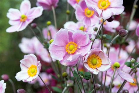 Pretty Japanese Anemones For Your Garden