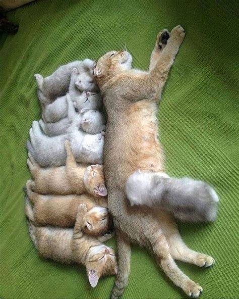 10+ фото чудесных кошек, которые заставят вас забыть обо всех проблемах ...