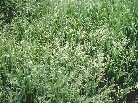 Kentucky Bluegrass Poa Pratensis