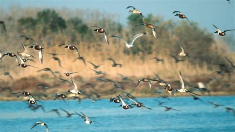 Influenza Aviaria Terzo Focolaio Paura In Laguna Per Gli Uccelli