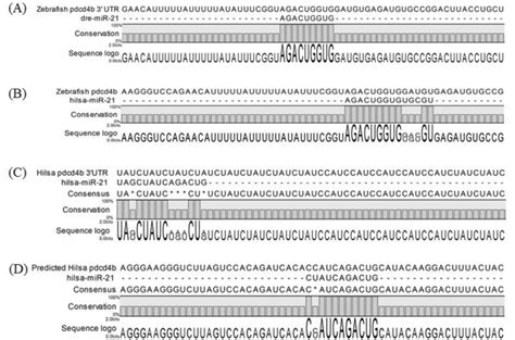 Binding Site Of Mir A Dre Mir Targets Untranslated Region