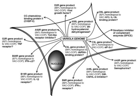 Variola Antigens - Creative Diagnostics