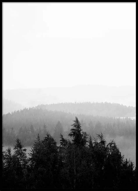 Foggy Tree Tops Poster In The Group Prints Sizes 50x70cm 20x28 At