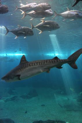 Requin : à la rencontre du requin tigre | Pratique.fr