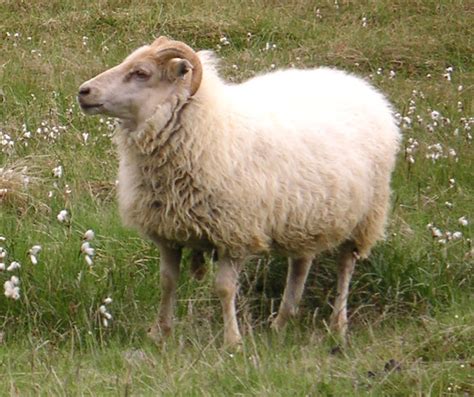 Icelandic Sheep: Characteristics, Uses, Photo