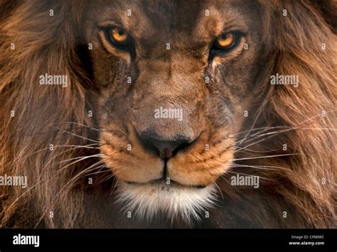 Male Lion Stock Photo Alamy