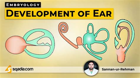 Development Of Ear Embryology Lecture Medical V Learning Platform