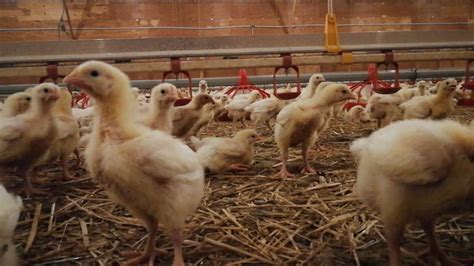 Chicken From Farm To Table Canadian Food Focus