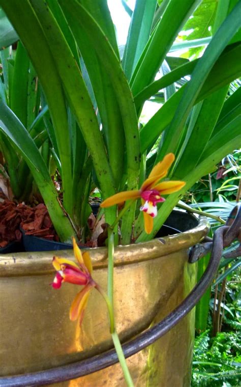 Cymbidium Boat Orchids Types How To Grow And Care Florgeous