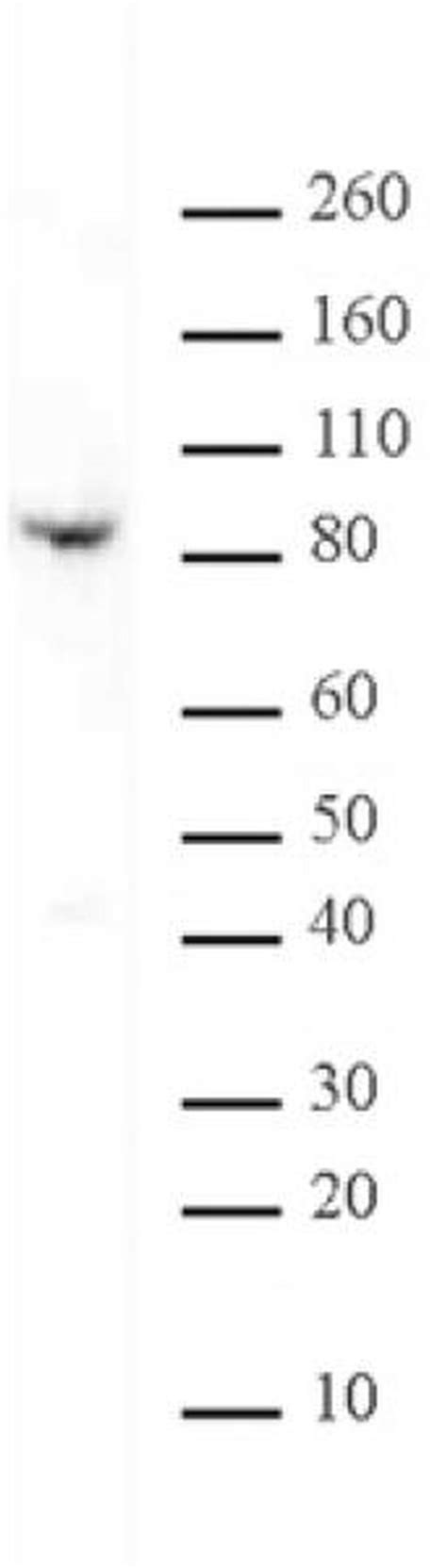 Kaiso Monoclonal Antibody 6f1d 39365