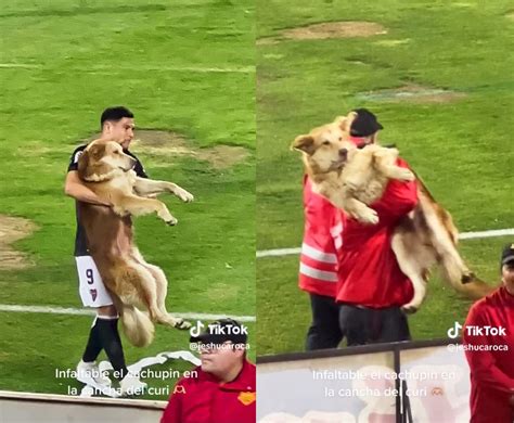 サッカーの試合に犬が乱入！ボールを奪い嬉しそうだったが、抱えられて退場する姿がかわいすぎて話題を搔っ攫う！ Cube ニュース