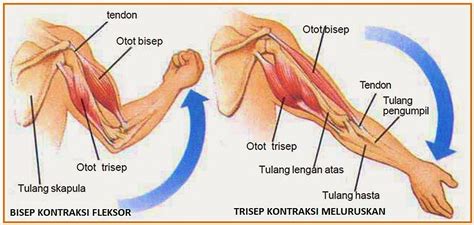 Gambar Otot Lengan Cari