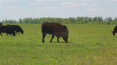 Black Angus Cows Grazing On A Green Summer Meadow Panorama Of Grazing