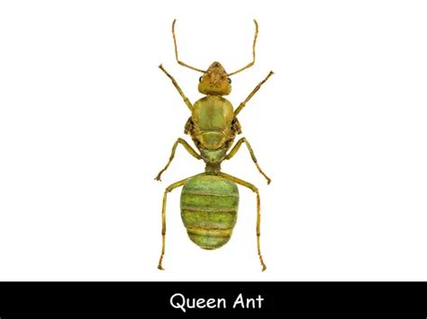 Fun Facts for Kids about Queen Ants