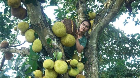 Harvest Jackfruit Garden Bring To Market To Sell Farmer S Life