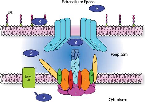 Figure 11 From The Type Ii Secretion System In Acinetobacter Baumannii