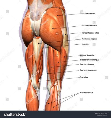 Female Hip Leg Muscles Labeled Posterior Stock Illustration 1401137150 ...