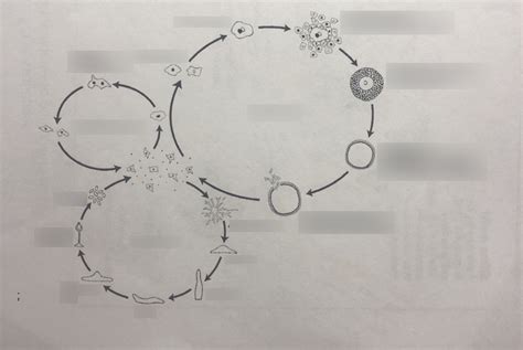 Slime Molds Sexual Social And Vegetative Cycles Diagram Quizlet