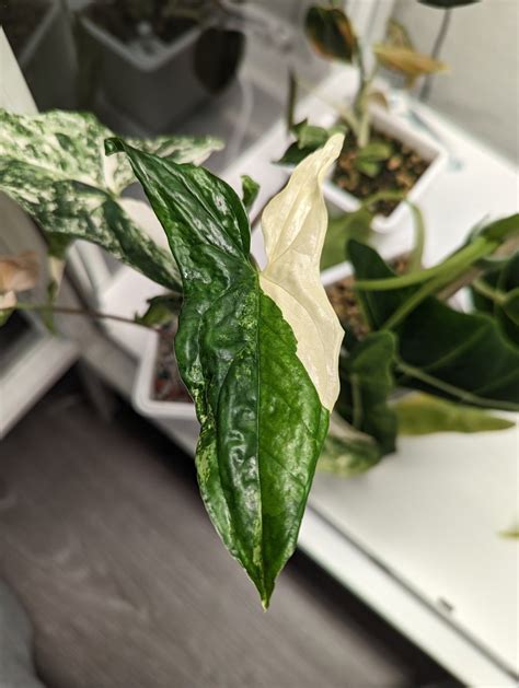 Houseplant Hobbyist On Twitter Look At The Difference In Pattern