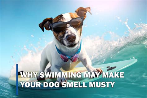 Why Swimming May Make Your Dog Smell Musty: Causes and Prevention - PettyDiaries