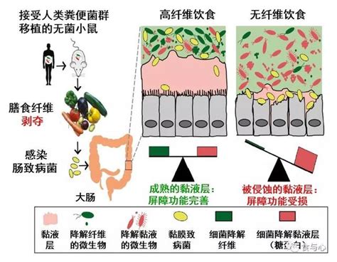 腸漏，你必須知道的熱知識（一）：腸漏與消化系統疾病 每日頭條