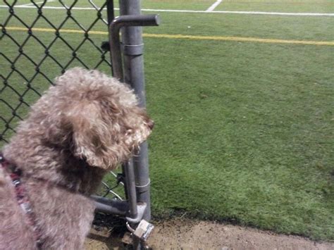 Faithful Dog Watching Soccertrue Love Watch Dogs True Love