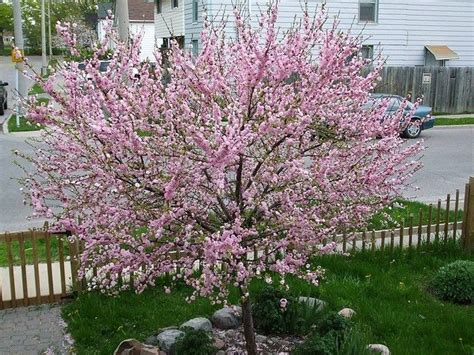 Nothing is quite as pretty in the spring as the flowering pink almond ...