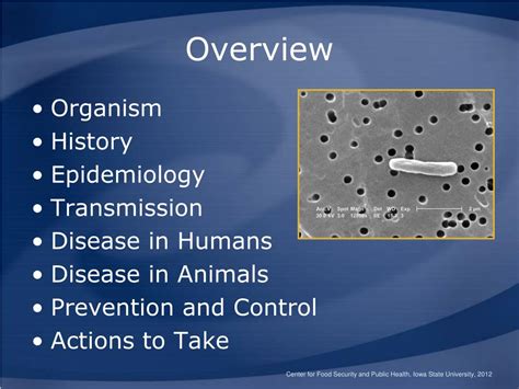 Ppt Enterohemorrhagic Escherichia Coli Infections Powerpoint Presentation Id3680820