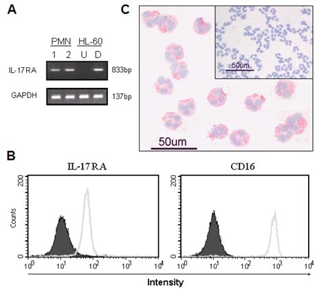 1 Primary Human Neutrophils Express Mrna And Surface Il 17ra A