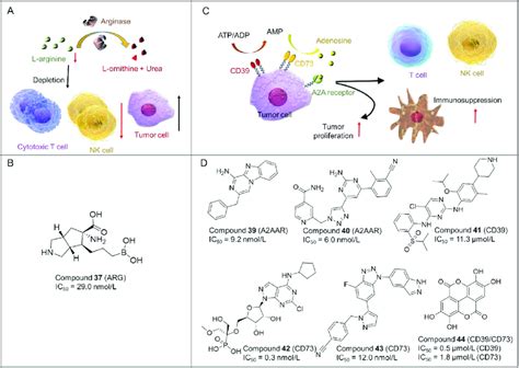 A Role Of Arginase In Immunosuppression Arginase Is Able To Catalyze Download Scientific