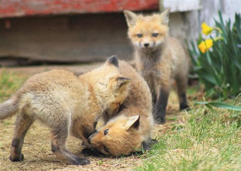 Red Fox Kits Playing Photograph by John Burk