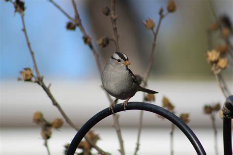 White-crowned Sparrow | Audubon Field Guide