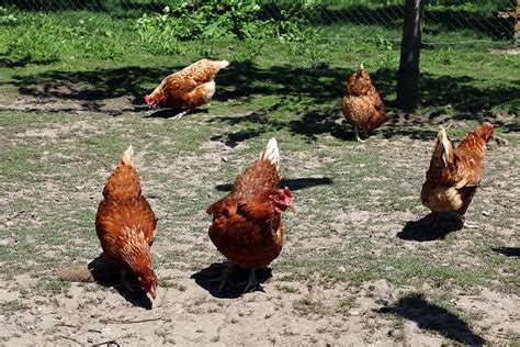 Wie viel Platz braucht ein Huhn? | Stall & Freiland - Selbstversorger.de