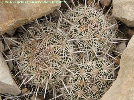 Coryphantha Echinus