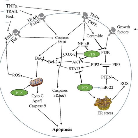 A Schematic Of Mechanisms Of Apoptosis Induction In Cancer By