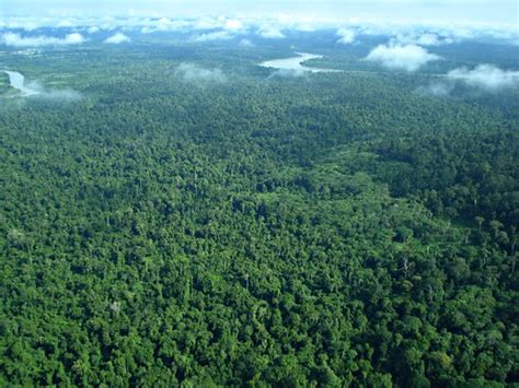 arti unik: [PIC] Wisata Petualangan Hutan Tropis Kalimantan, 'Fear ...