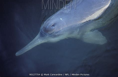 Yangtze River Dolphin stock photo - Minden Pictures