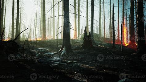 Wildfire Burns Ground In Forest Stock Photo At Vecteezy