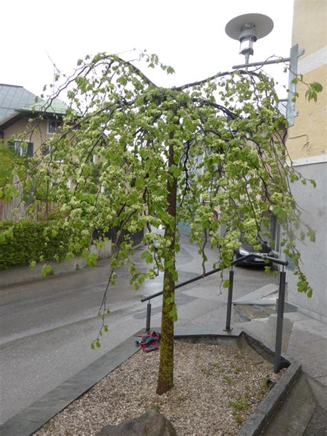 Jilm Horsk Pendula Na Km Nku Cm Kont L Lumigreen Cz