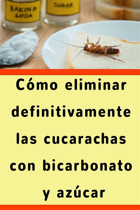 C Mo Eliminar Definitivamente Las Cucarachas Con Bicarbonato Y Az Car