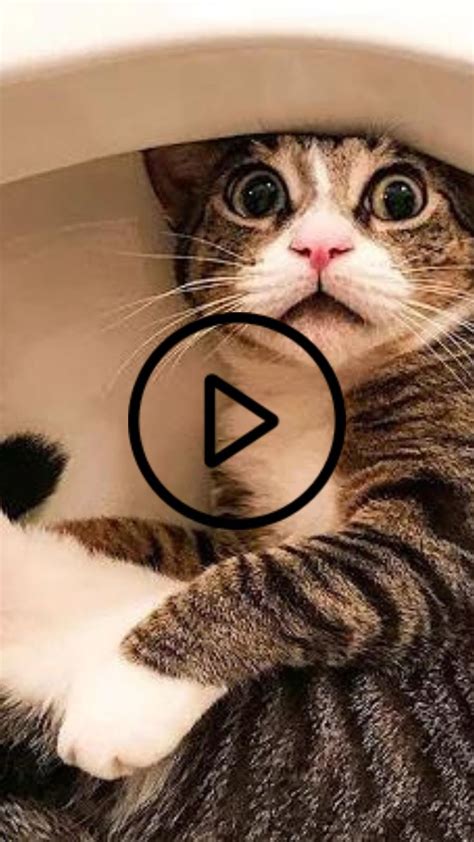 Funniest Cats 😹 Dont Try To Hold Back Laughter 😂 Funny Cats Cats