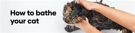 How To Groom Your Cat At Home Animates Pet Supplies