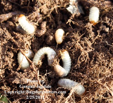 Japanese Beetle Larvae Identification